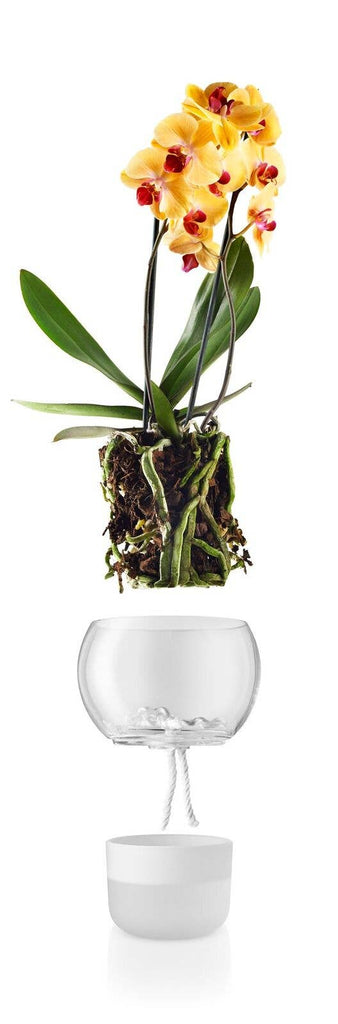15cm Clear Selfwatering Orchid Pot