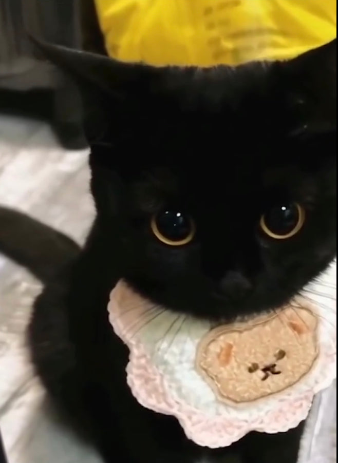 Buenos Dias BeauTAYful TAYsearchers. It’s TAYsteTAY Tuesday :) #AdoptACat #AdoptAKitten